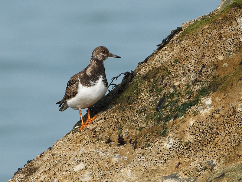 Arenaria interpres Steenloper Turnstone